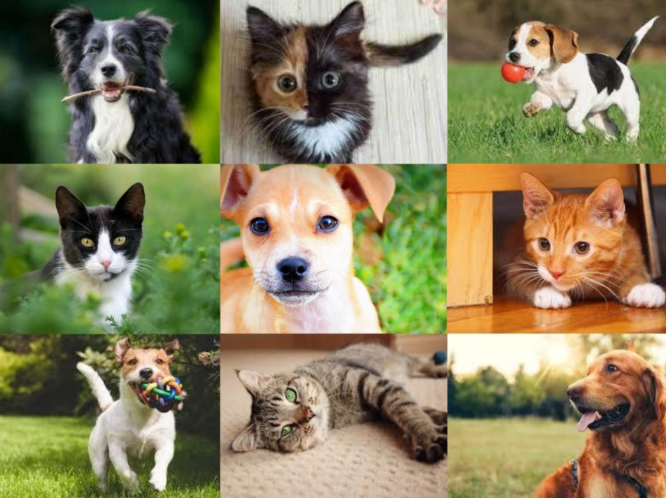 Collage of cats and dogs